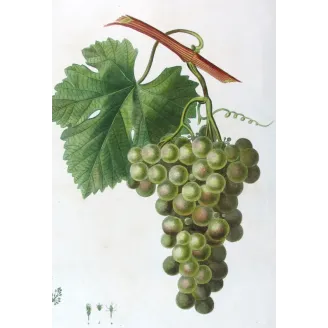 Antique Botanical Print – Pancrace Bessa – Golden Chasselas Grape