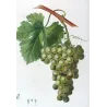 Golden Chasselas Grape (*Vitis vinifera*) var. Chasselas doré, Antique botanical print by Bessa (c.1801-1819)