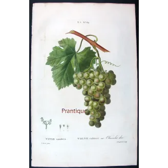 Antique Botanical Print – Pancrace Bessa – Golden Chasselas Grape