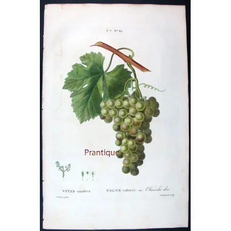 Antique Botanical Print – Pancrace Bessa – Golden Chasselas Grape
