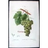 Golden Chasselas Grape (*Vitis vinifera*) var. Chasselas doré, Antique botanical print by Bessa (c.1801-1819)