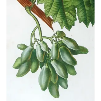 Antique Botanical Print – Pancrace Bessa – Grape vine, Cornichon blanc