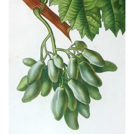 Antique Botanical Print – Pancrace Bessa – Grape vine, Cornichon blanc