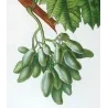 Grape vine, Cornichon blanc (*Vitis vinifera*), Antique botanical print by Bessa (c.1801-1819)