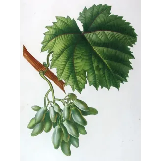 Antique Botanical Print – Pancrace Bessa – Grape vine, Cornichon blanc