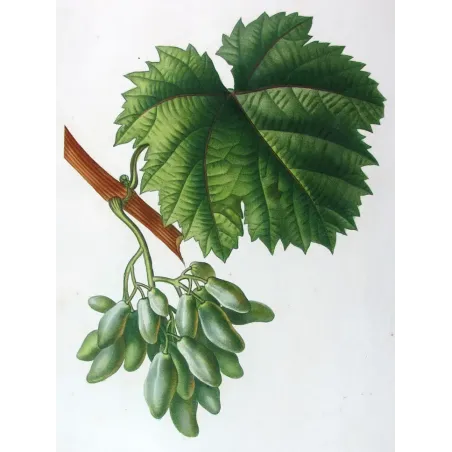 Antique Botanical Print – Pancrace Bessa – Grape vine, Cornichon blanc