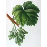 Grape vine, Cornichon blanc (*Vitis vinifera*), Antique botanical print by Bessa (c.1801-1819)