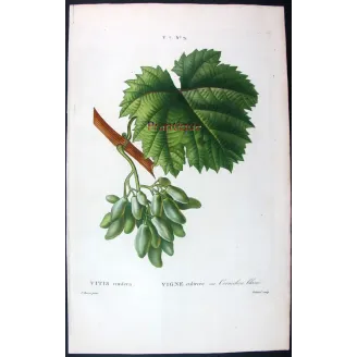 Antique Botanical Print – Pancrace Bessa – Grape vine, Cornichon blanc