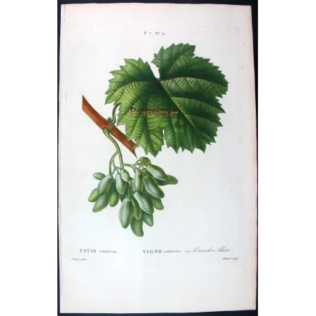 Antique Botanical Print – Pancrace Bessa – Grape vine, Cornichon blanc