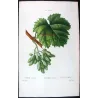 Grape vine, Cornichon blanc (*Vitis vinifera*), Antique botanical print by Bessa (c.1801-1819)