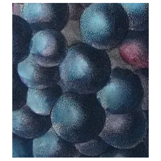 Antique Botanical Print – Pancrace Bessa – Grape vine, Chasselas noir