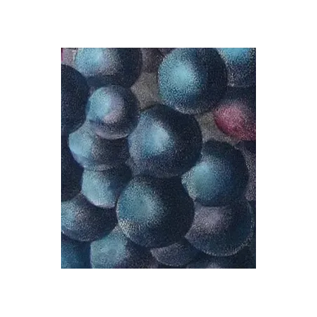 Antique Botanical Print – Pancrace Bessa – Grape vine, Chasselas noir