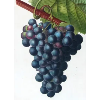 Antique Botanical Print – Pancrace Bessa – Grape vine, Chasselas noir