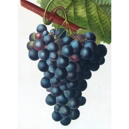 Antique Botanical Print – Pancrace Bessa – Grape vine, Chasselas noir