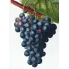 Grape vine, Chasselas noir (*Vitis vinifera*), Antique botanical print by Bessa  (c.1801-1819)