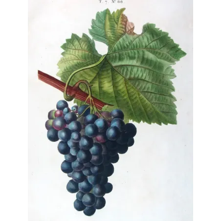 Antique Botanical Print – Pancrace Bessa – Grape vine, Chasselas noir