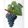 Grape vine, Chasselas noir (*Vitis vinifera*), Antique botanical print by Bessa  (c.1801-1819)