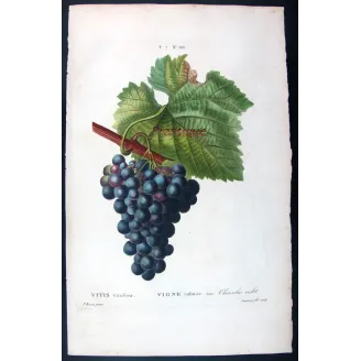 Antique Botanical Print – Pancrace Bessa – Grape vine, Chasselas noir