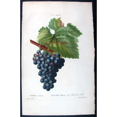 Antique Botanical Print – Pancrace Bessa – Grape vine, Chasselas noir
