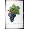 Grape vine, Chasselas noir (*Vitis vinifera*), Antique botanical print by Bessa  (c.1801-1819)