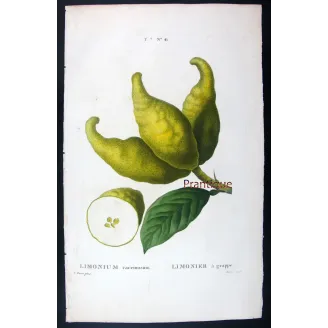 Antique Botanical Print – Pancrace Bessa – Bitter Orange, Neroli Oil