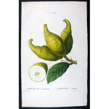 Antique Botanical Print – Pancrace Bessa – Bitter Orange, Neroli Oil