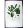 Grapefruit (*Citrus Decumana*), Citronnier Pompelmousse, Antique botanical print by Bessa  (c.1801-1819)