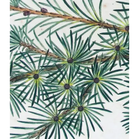 Antique Botanical Print – Pancrace Bessa – Cedar