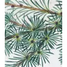 Cedar (*Abies Cedrus*), Sapin Cèdre,  Antique botanical print by Bessa  (c.1801-1819)