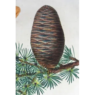 Antique Botanical Print – Pancrace Bessa – Cedar