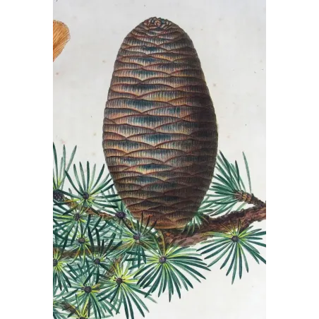 Antique Botanical Print – Pancrace Bessa – Cedar