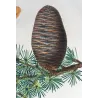 Cedar (*Abies Cedrus*), Sapin Cèdre,  Antique botanical print by Bessa  (c.1801-1819)