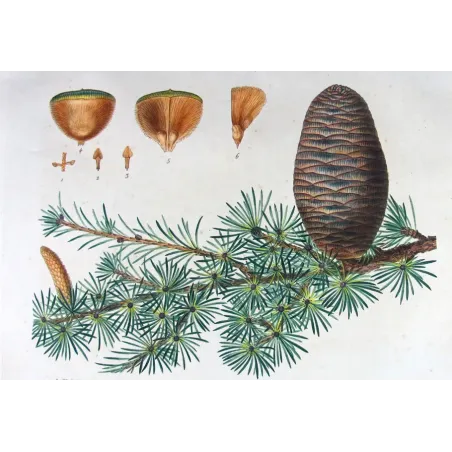 Antique Botanical Print – Pancrace Bessa – Cedar