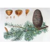 Cedar (*Abies Cedrus*), Sapin Cèdre,  Antique botanical print by Bessa  (c.1801-1819)