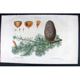Antique Botanical Print – Pancrace Bessa – Cedar