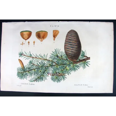 Antique Botanical Print – Pancrace Bessa – Cedar