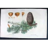 Cedar (*Abies Cedrus*), Sapin Cèdre,  Antique botanical print by Bessa  (c.1801-1819)