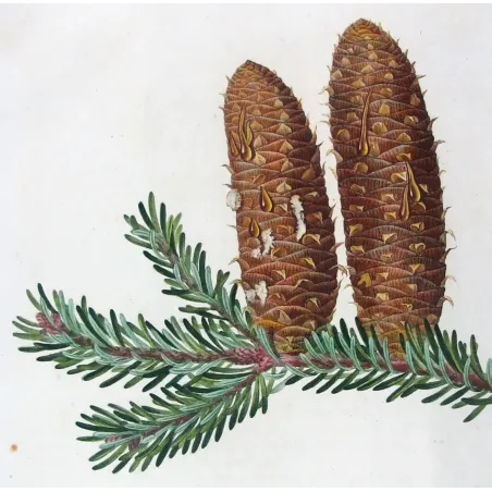 Antique Print by Pancrace Bessa – Silver Fir (Abies Pectinata)