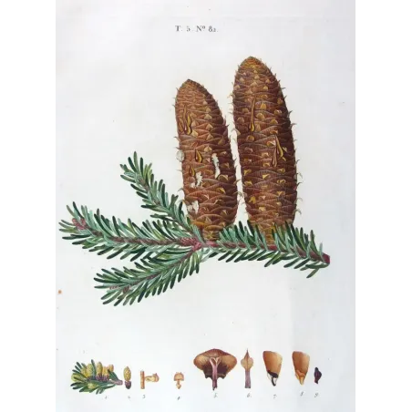 Antique Print by Pancrace Bessa – Silver Fir (Abies Pectinata)