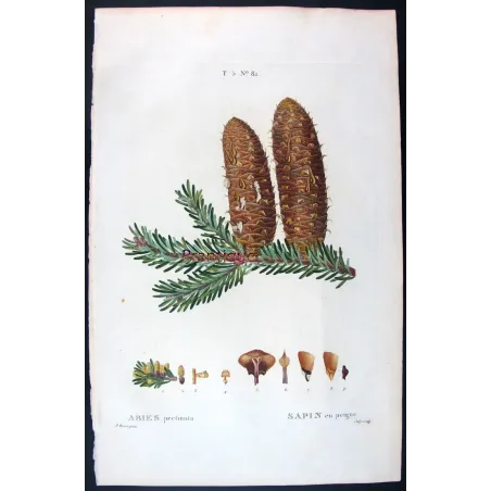 Antique Print by Pancrace Bessa – Silver Fir (Abies Pectinata)