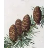Larch (*Abies Larix*), Abies microcarpa, Sapin Mélèze, Sapin à petits fruits, Antique botanical print by Bessa (c.1801-1819)