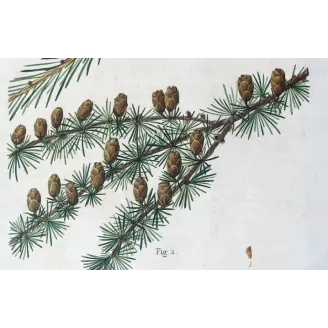 Antique Botanical Print – Pancrace Bessa – Larch