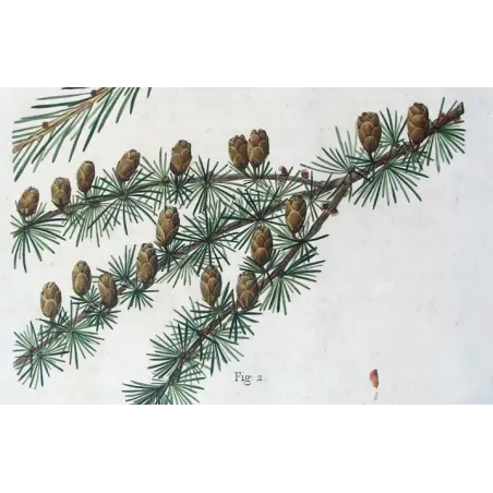 Antique Botanical Print – Pancrace Bessa – Larch