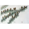 Larch (*Abies Larix*), Abies microcarpa, Sapin Mélèze, Sapin à petits fruits, Antique botanical print by Bessa (c.1801-1819)