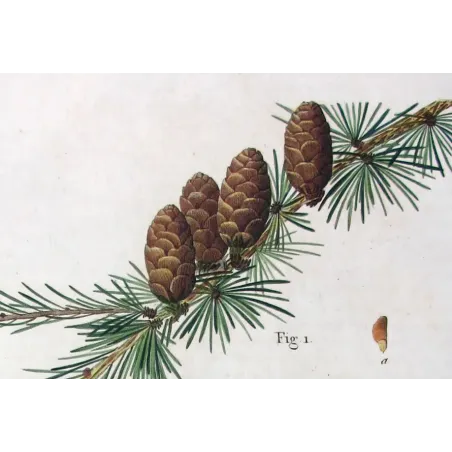 Antique Botanical Print – Pancrace Bessa – Larch
