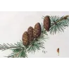 Larch (*Abies Larix*), Abies microcarpa, Sapin Mélèze, Sapin à petits fruits, Antique botanical print by Bessa (c.1801-1819)