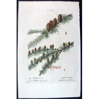 Antique Botanical Print – Pancrace Bessa – Larch