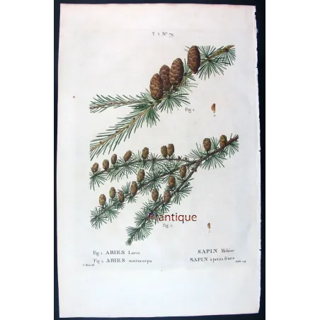 Antique Botanical Print – Pancrace Bessa – Larch