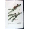 Larch (*Abies Larix*), Abies microcarpa, Sapin Mélèze, Sapin à petits fruits, Antique botanical print by Bessa (c.1801-1819)