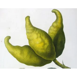 Antique Botanical Print – Pancrace Bessa – Bitter Orange, Neroli Oil